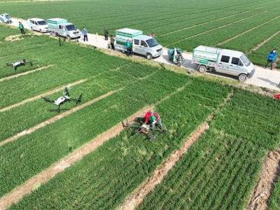 词 | 高连君：西江月 ·  暮春田园（外一首）