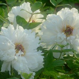 散文 | 张勇：舅舅的菊花情