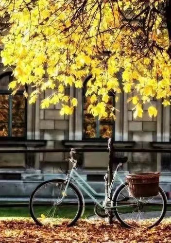 诗｜李荣田：但见花开