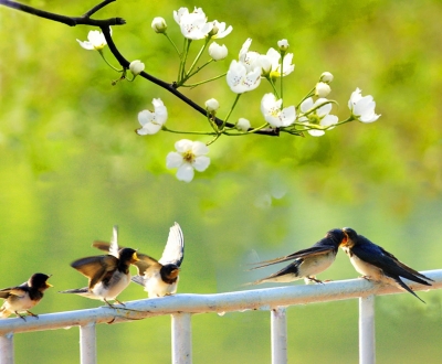诗 | 林荣艳：春雨