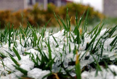 德州市农业农村局：小麦、蔬菜和果树，这样做应对“倒春寒”！