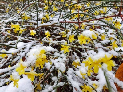 诗｜王凤华：春雪