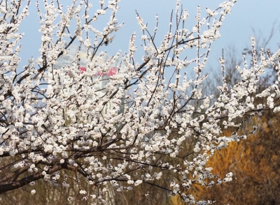 繁花与鸟，老人与娃！德州之春，美着美着，雪还来了