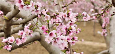 诗｜邓世坤：无题