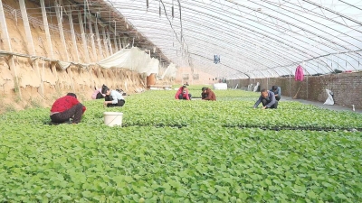 武城县老城镇：抢抓农时育苗忙