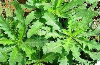 美文 | 王季春: 春天蓟菜香