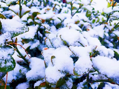 诗｜李荣田：三月雪