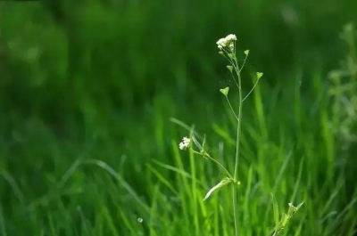 诗 | 王洪君：惊蛰