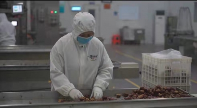 好品山东 | 百枣纲目：一颗小枣衍生百种产品