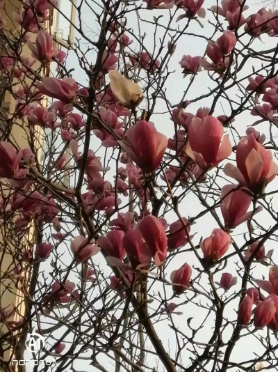 诗｜康丙云：三月怀想（外一首）