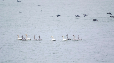 诗｜刘其强：五律·天鹅今又来 