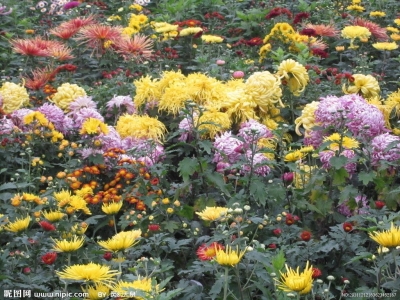 诗｜韩淑霞：离殇——悼念抗疫英雄白晓卉