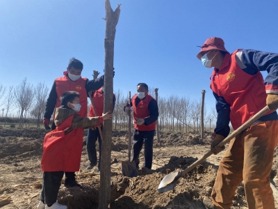 庆云镇|种下绿树 美化家园