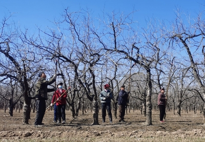 人勤春来早  枣农剪枝忙