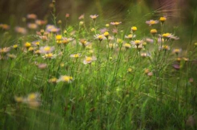 诗 | 郭飞：赴一场春天的盛宴