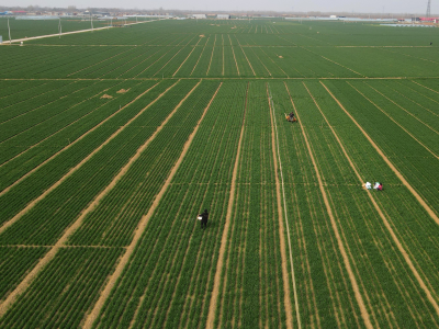 夏津县渡口驿乡：人勤春早农事忙，春耕防疫两不误