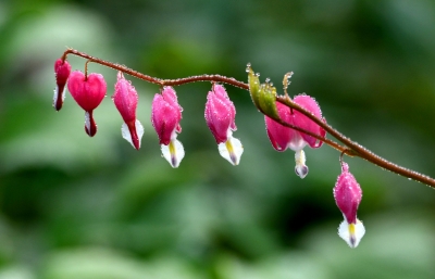 诗 | 刘其强: 喜雨吟