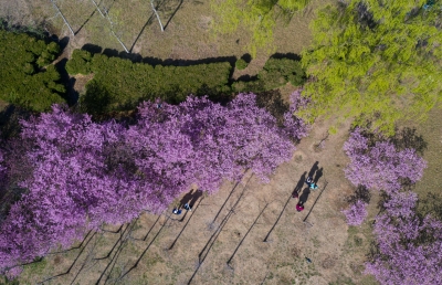 美文 | 黄靖：春风十里