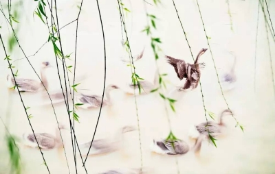 诗 | 孙荣山：随想