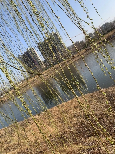 诗 | 刘洪玮：疫情值班有作（外一首）