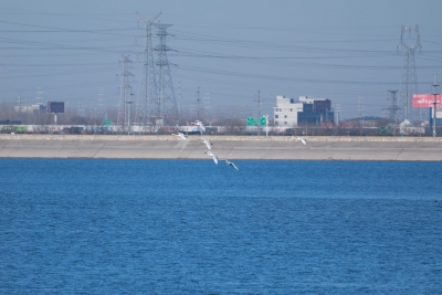天鹅春水舞翩跹！夏津：生态美“客”常来，24只北迁小天鹅来了！