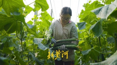 好品山东 | 从寿光到北京，一根黄瓜的奇妙旅行