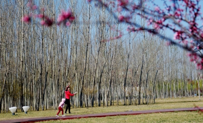 诗｜张春霞：回首清明