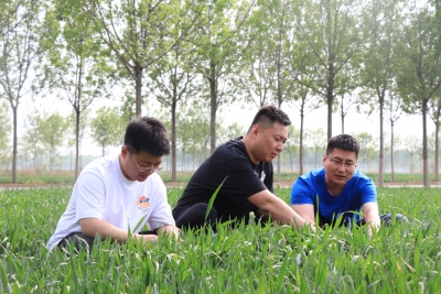 庆云中丁乡：农技员到地头 严控小麦条锈病