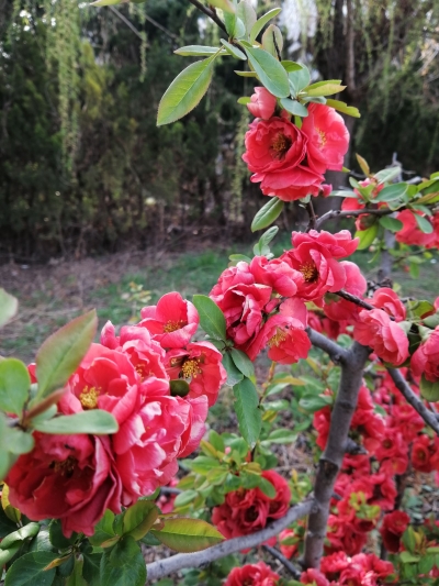 美文｜邓淑明：赏梅