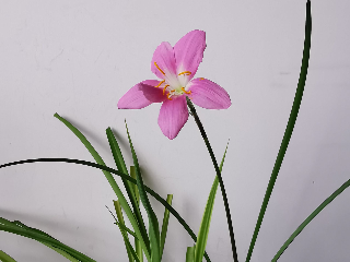 平凡地绽放/高吉超