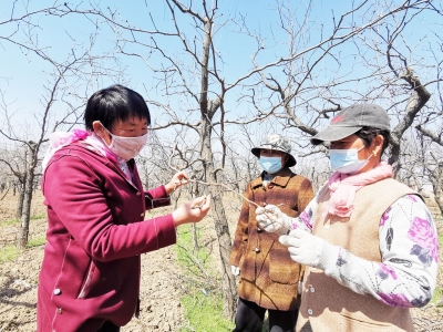 乐陵万亩枣林国企托管，枣农收益有保障！