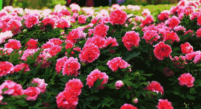 诗 | 王洪君：德菏园