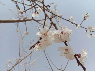 词｜范恩露：鹧鸪天  · 清明忆故人