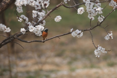 诗｜张洪崑：这个春天