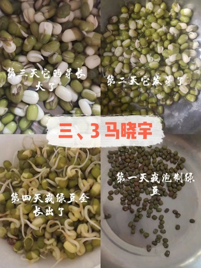 快来看！｜德城区解放南路小学学生实践课动手生豆芽