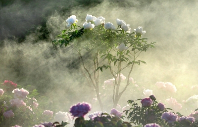 诗｜范恩露：青春