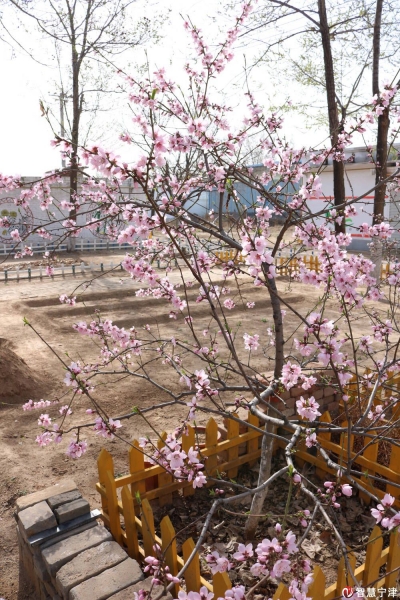 您出力，我出地！“我”同家乡共美丽！宁津发出“花仙子”征集令