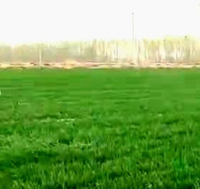 散文｜王凤华：杏花白  麦苗绿