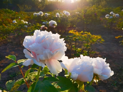 诗 | 王洪君：清明