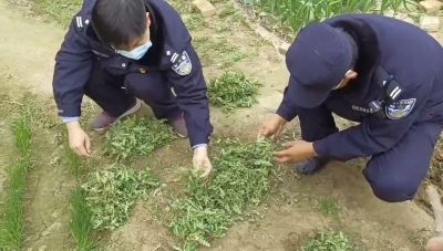 德州一居民非法种植罂粟，被刑事拘留！
