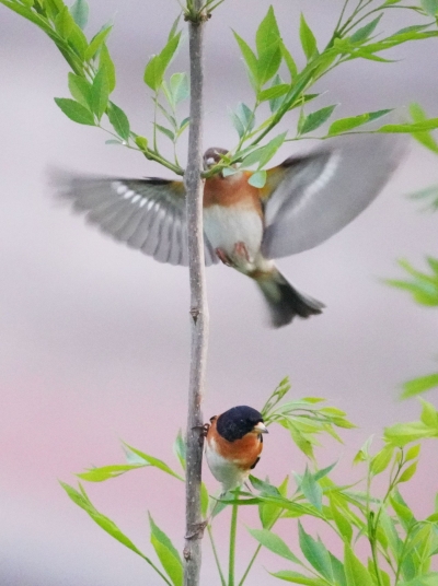 诗｜康丙云：思绪