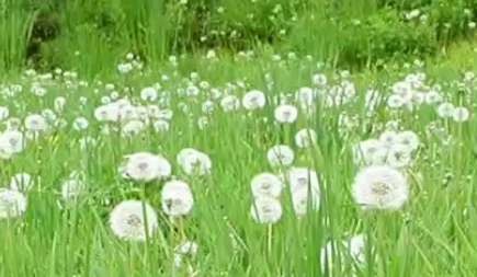 散文 | 张勇：妈妈走进我梦里