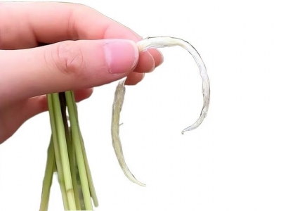 美文｜祖新兰：谷雨时节话谷荻