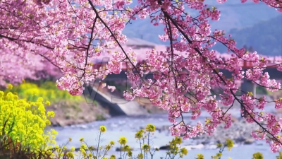 诗｜范恩露：老槐（外二首）