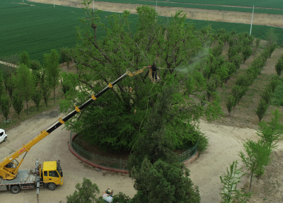 建设生态文明 呵护碧水蓝天|齐河复壮22米高千年古银杏树