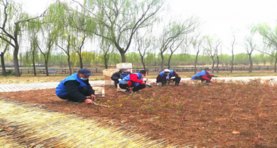 德州长河公园：抢抓时机养绿护绿 提升园林景观
