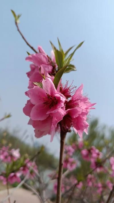 美文 | 张建华：万亩桃园花盛开