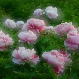 美文 | 王拓：我的上巳节