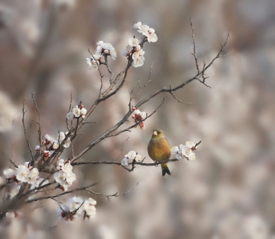 散文｜王淑芬：清明忆双亲