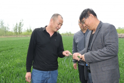 庆云县常家镇：预防小麦条锈病 农技人员田间授课